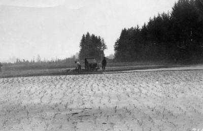 Spreading sawdust in a field, 1927.