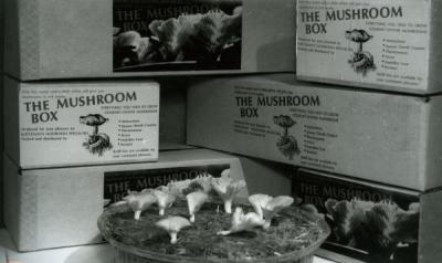 "A B-1-S Mushroom Box producing a crop of gourmet oyster mushrooms." Image extracted from a pamphlet titled "The Mushroom Notebook," created by Kurtzman's Mushroom Specialists, ca. 1984.
