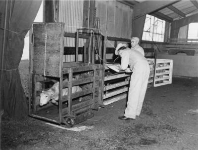 Lamb weighing, 1961. Dr. Fox, Dairy and Animal Husbandry, weighs lamb being used in estrogen studies.