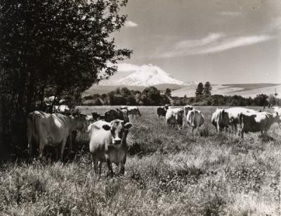 A dairy herd in the clover near Dufur, Oregon. Mt. Hood is shown in the distance, 1920s.