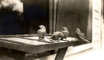 Western Bluebird and young at a feeding station, ca. 1940.