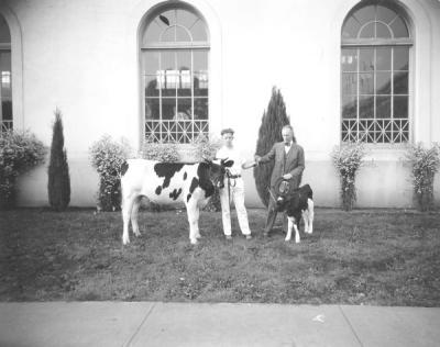 Dairy cow and calf shown at the Oregon State Fair, 1936.