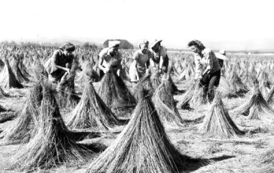 A crew of neighborhood women wigwaming fibre flax at the Benton County flax Growers Cooperative near Monroe, Oregon, 1944.