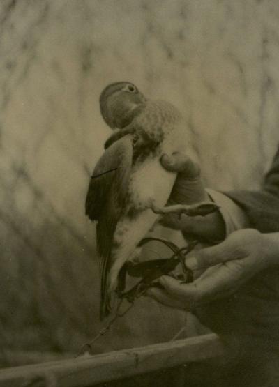 Photo of a waterfowl included in Jay Gashwiler's thesis, 1939.