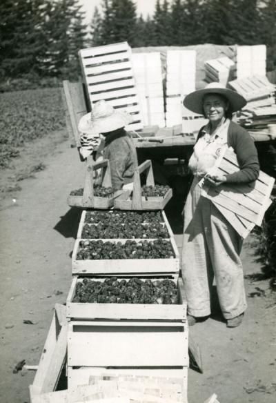 Two members of the Oregon State Horticultural Society harvesting broccoli [?], ca 1960s.