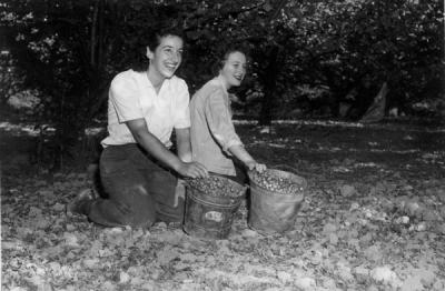 Filbert pickers, 1945.
