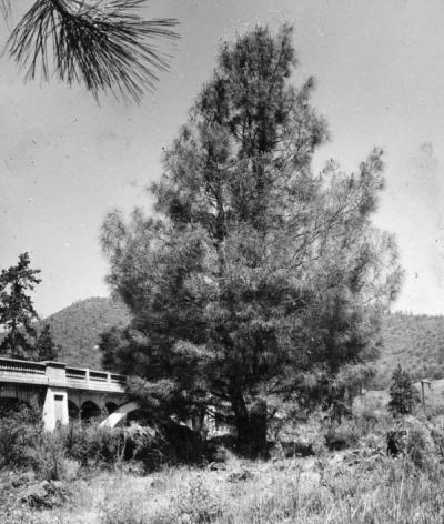 Digger pine tree, May 1951. This tree was found on the east side of the old U.S. highway 99 bridge over the Rogue River, some 2.4 miles west of Gold Hill, Oregon.