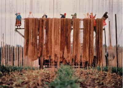 Women stringing a hop field, ca. 1980.