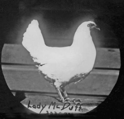 Lady McDuff. In 1913, the OAC poultry department's laying hen named "Lady McDuff" set a world record by becoming the first chicken to lay over 300 eggs in a year.