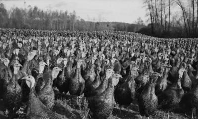View of a turkey farm near Corvallis, Oregon, 1935.