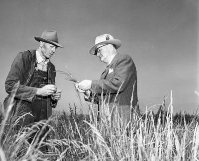 Grass seed plants being examined, 1960.