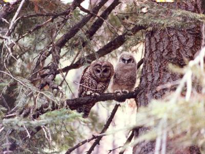 Two Northern Spotted Owls.