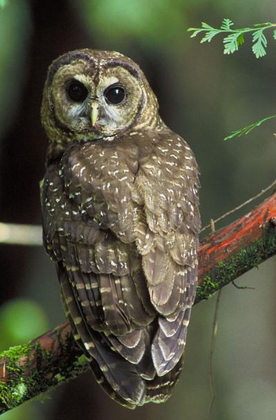 The Northern Spotted Owl.