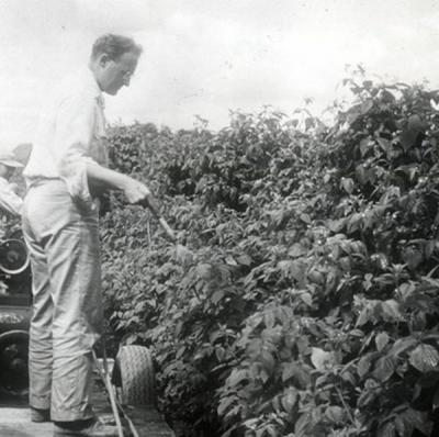 Spraying a red raspberry field, Washington County, ca. 1950