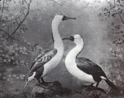 Black Crested Cormorants, 1915.