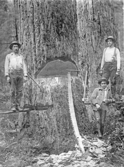 Three loggers with axes and saw