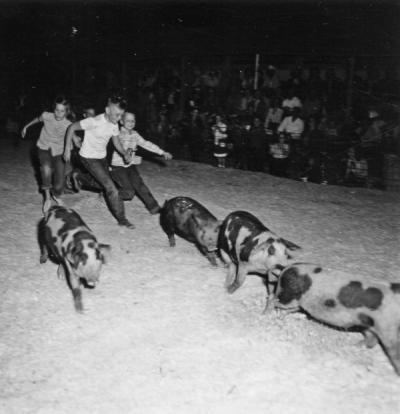 4-H pig scramble, Morrow County, 1953.