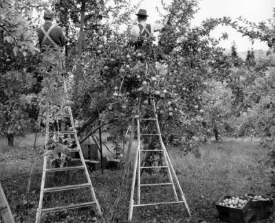 Apple pickers in Hood River, Oregon. 1950s.