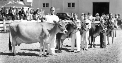 Class of producing dairy cattle shown at the Oregon State Fair, 1938.