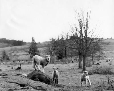 Lambs in pasture, 1950s.