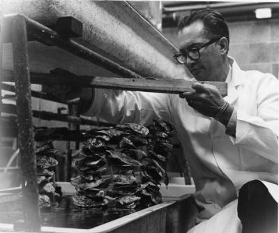 Sea Grant researcher Wilbur Breese checking the growth rate of cultured oyster spat. Breese set up a pilot oyster hatchery at Oregon State University's Marine Science Center in 1965. His investigations succeeded in unlocking the mysteries of oyster reproduction and paved the way for the establishment of commercial oyster seed hatcheries.