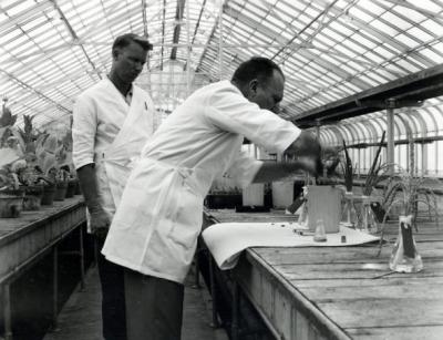 J. Ritchie Cowan and Dr. Joseph S. Butts, 1950s. Using radioactive materials in fundamental research with corn pollination are J. Ritchie Cowan, assistant agronomist (left) and Dr. Joseph S. Butts, biochemist in charge. Butts was Professor of Agricultural Chemistry from 1939-1961 and Department Head from 1946-1961. A focus of his interest was utilizing atomic energy for peaceful means.