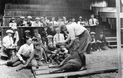 Sheep shearing demonstration at a 4-H summer session, 1922.