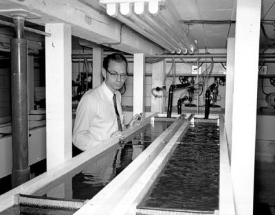 Charles Warren, an OSC fisheries biologist, examining an artificial stream before the production of kraft paper mill wastes at an OSC fisheries laboratory, September 1956.
