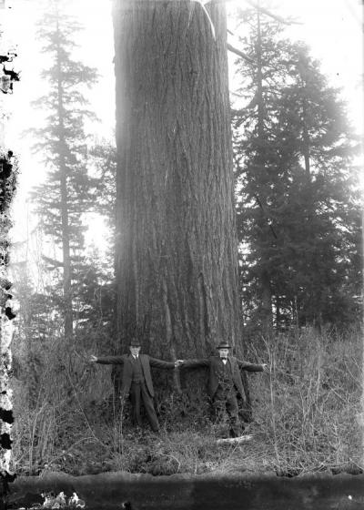 Unidentified men standing at the base of a large tree, ca. 1910.