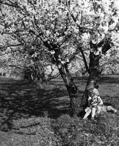 McDonald child in a cherry orchard with her dog, April 1949.