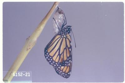 Danaus plexippus (Monarch butterfly)