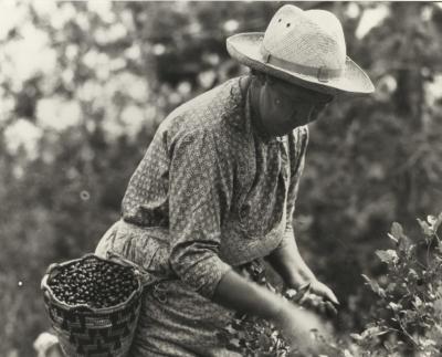 Native American woman picking huckleberries, 1933