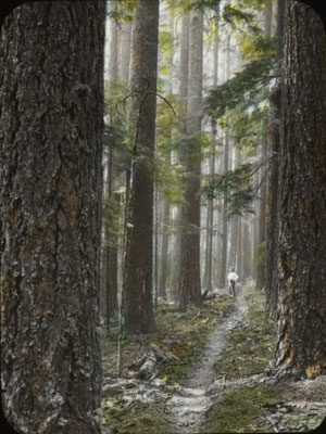 Hand-colored lantern slide of an Oregon forest scene, ca. early 1900s.
