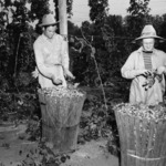 Mr. and Mrs. H.L. Worley at the Mitoma Hop Yard