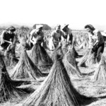 Women wigwaming flax