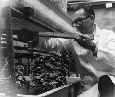 Wilbur Breese with oysters 
