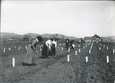 Women students gardening on the OAC campus
