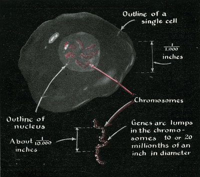 q1.s357-vol179sept1948p30-nucleus-900w.jpg