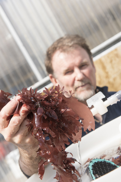 Charles Langdon holding a handful of dulse