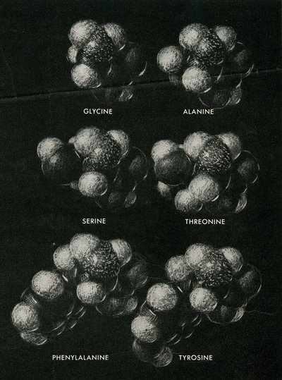 Reproduced illustration of space models for six amino acids.