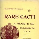 Illustrated Catalogue of Rare Cacti, undated