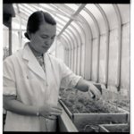 Dr. Te May Ching in the Seed lab